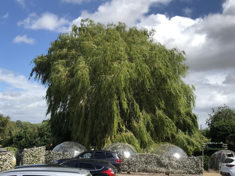 Willow tree and dining domes. August 2023. (Garden). Published on 14-08-2023 