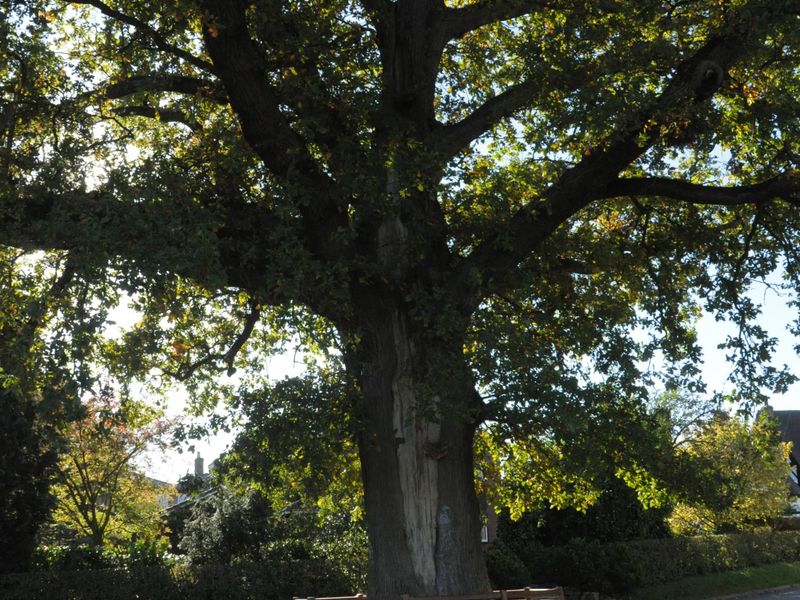 200 year old oak opposite pub . Published on 20-10-2018