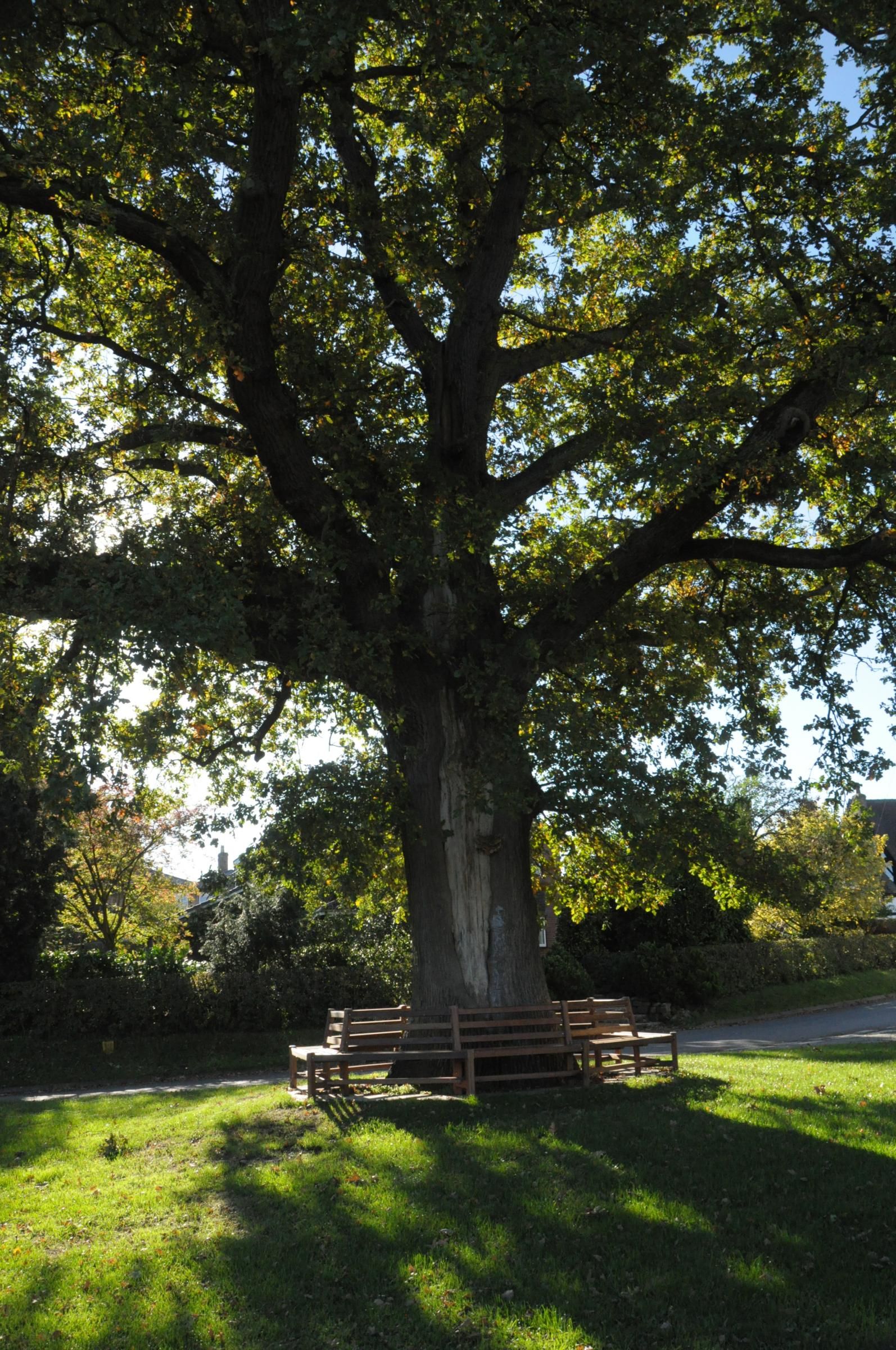 200 year old oak opposite pub . Published on 20-10-2018