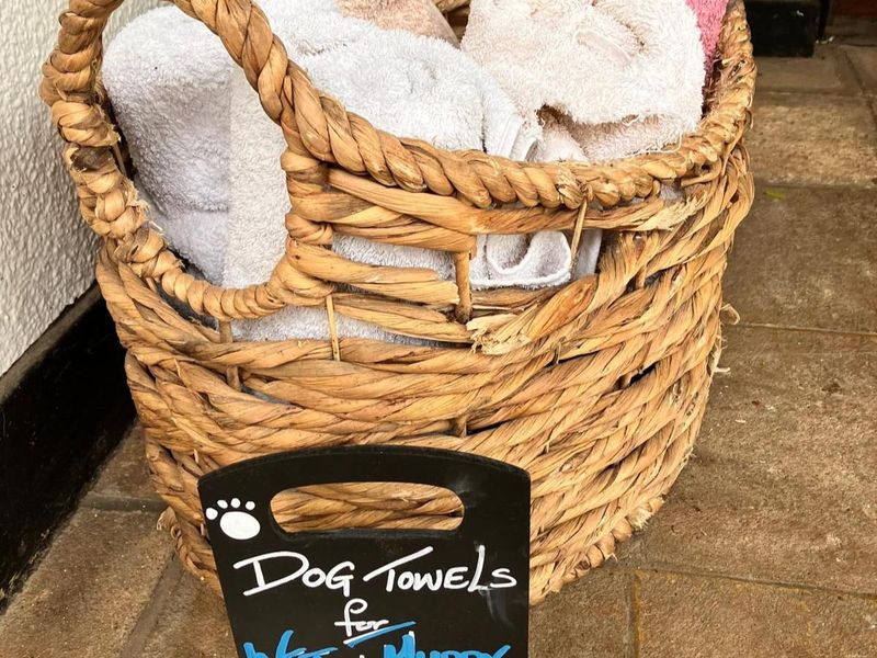 Dog towels. Published on 03-10-2025 