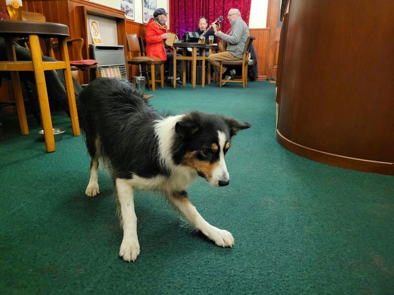 Dogs welcome. (Pub, Customers). Published on 05-01-2024