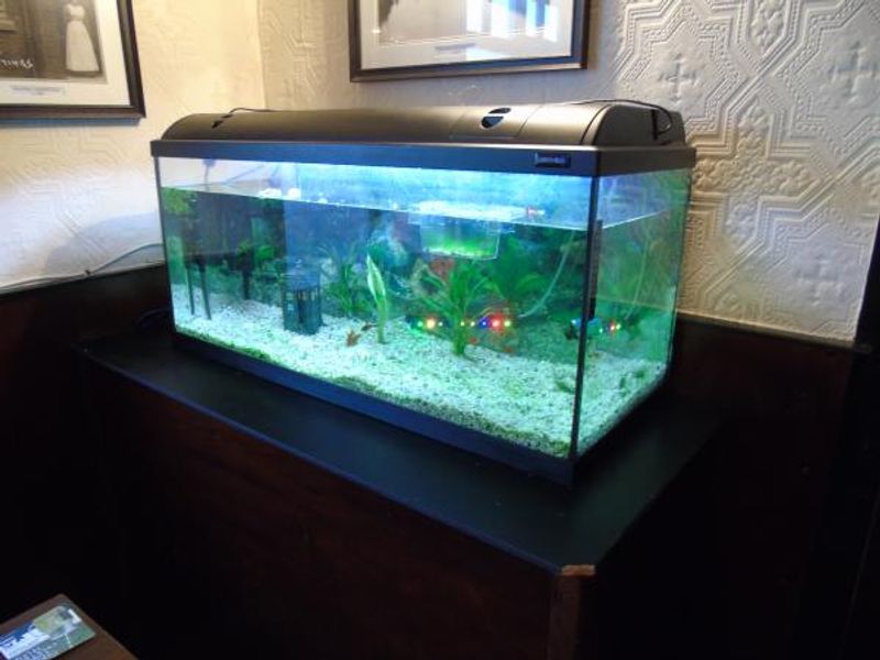 Fish Tank with Tardis. Published on 17-09-2015