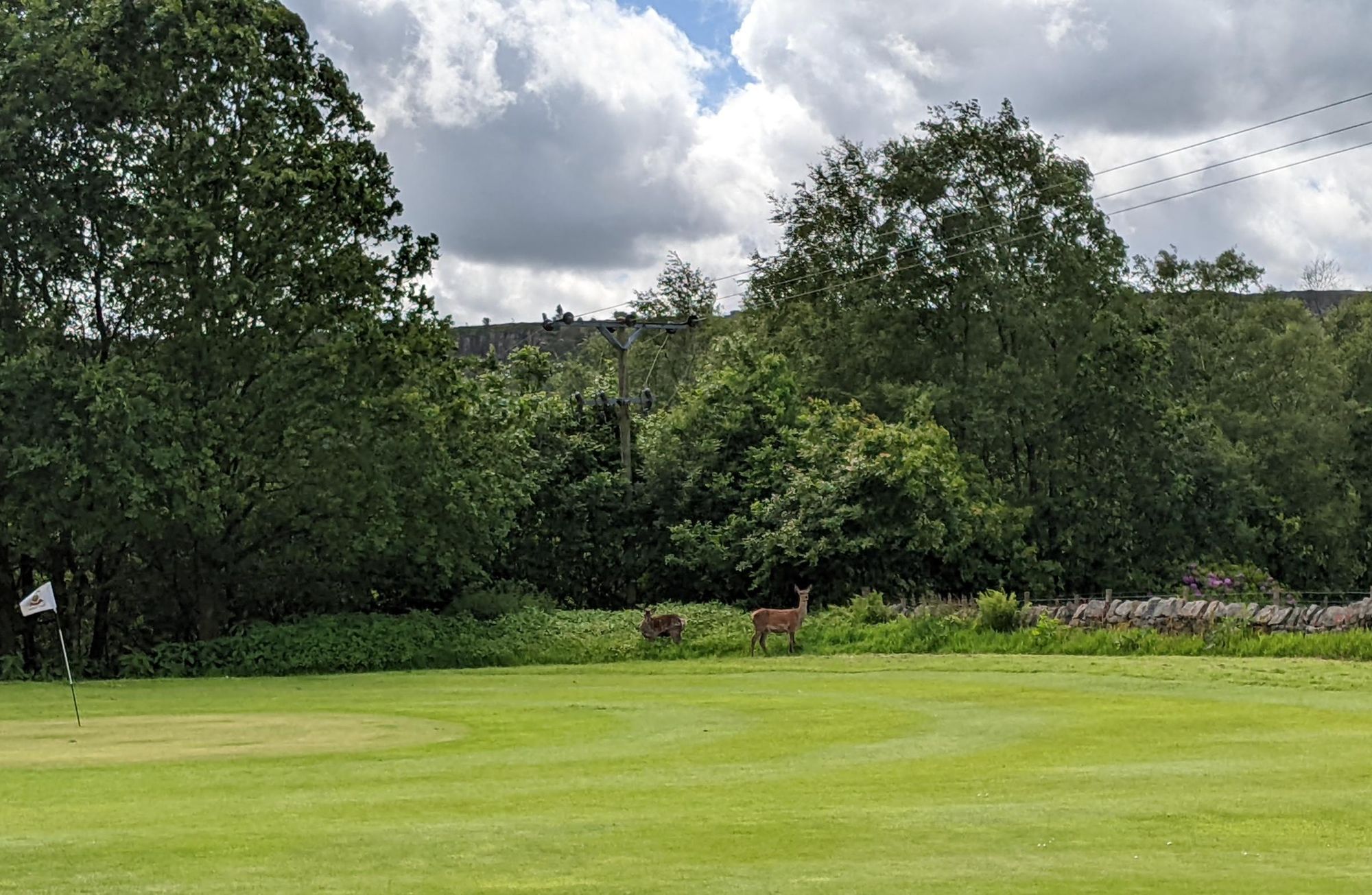 The deer here are trained to find lost golf balls. Published on 08-06-2024