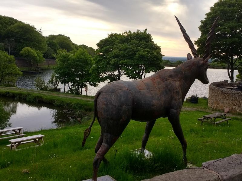 Oryx. Published on 20-05-2017 