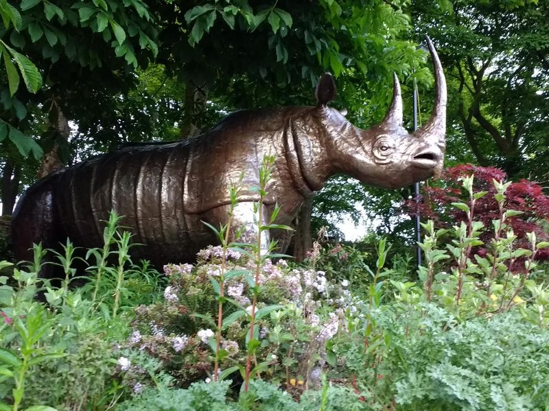 Rhino. Published on 20-05-2017 