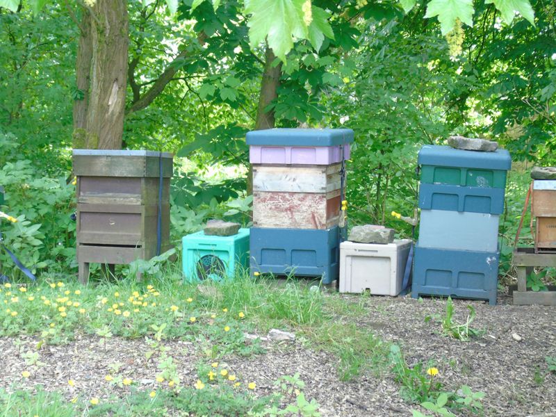 Beehives. Published on 26-05-2017 