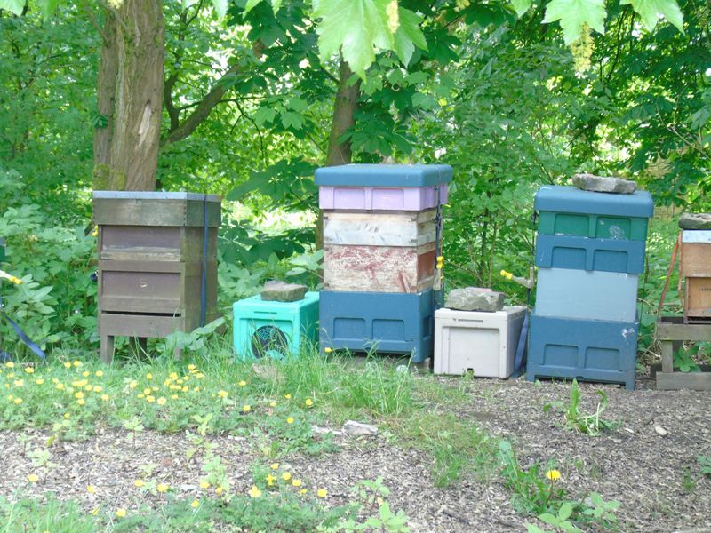 Beehives. Published on 26-05-2017