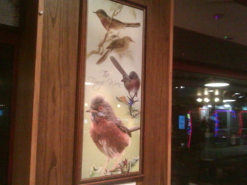 So this is a Furze Wren!. (Sign). Published on 19-12-2023 
