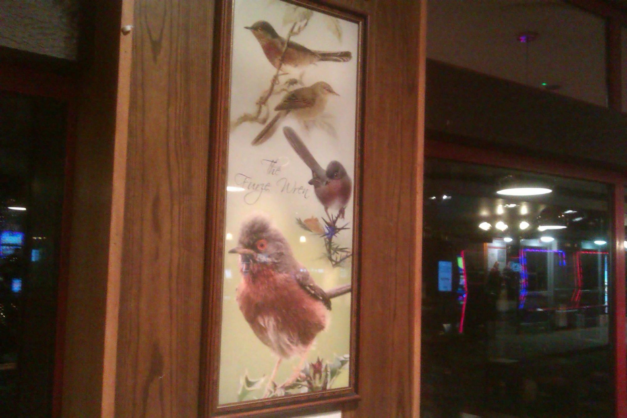 So this is a Furze Wren!. (Sign). Published on 19-12-2023