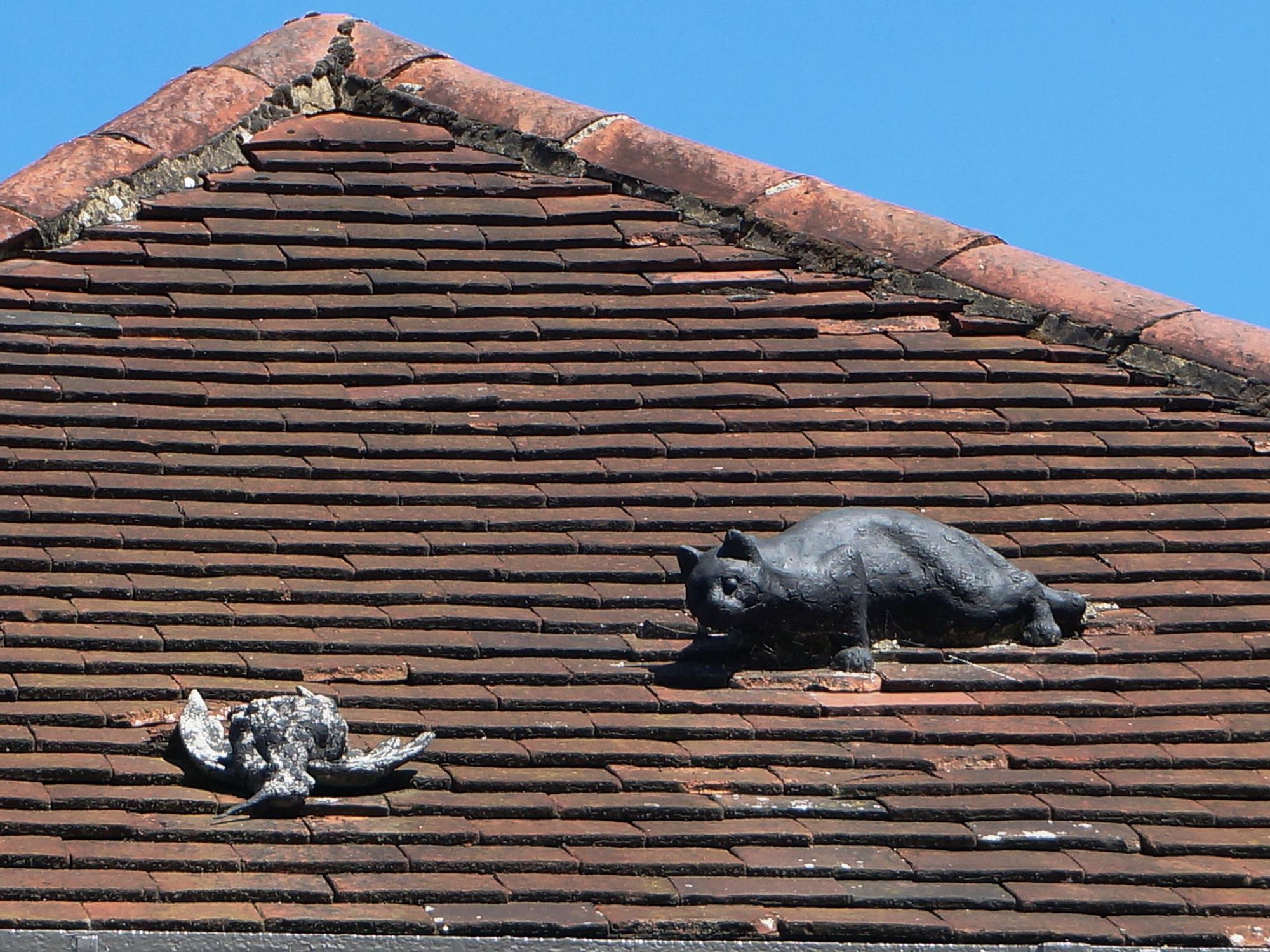 Photo taken 15 August 2016, cat & dead bird on roof.. (Pub, External, Sign). Published on 27-08-2020