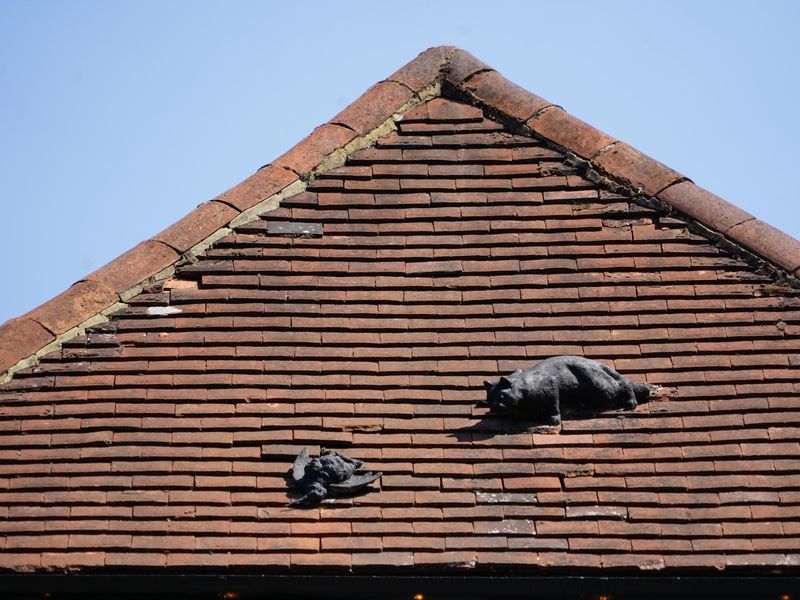 Photo taken 16 July 2026, cat and dead bird on roof.. (External). Published on 17-07-2026 