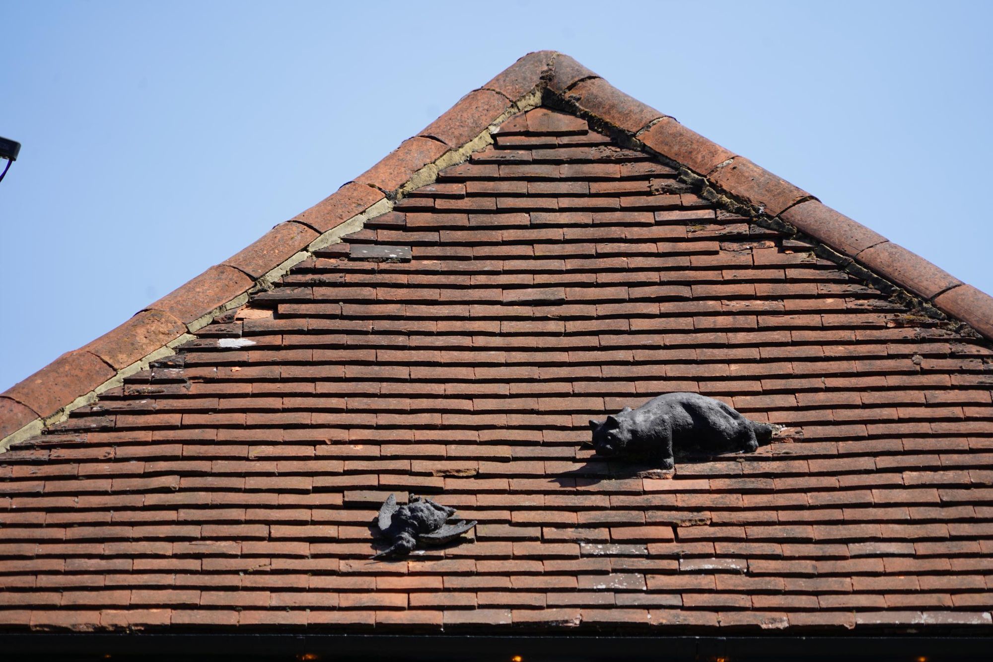 Photo taken 16 July 2026, cat and dead bird on roof.. (External). Published on 17-07-2026