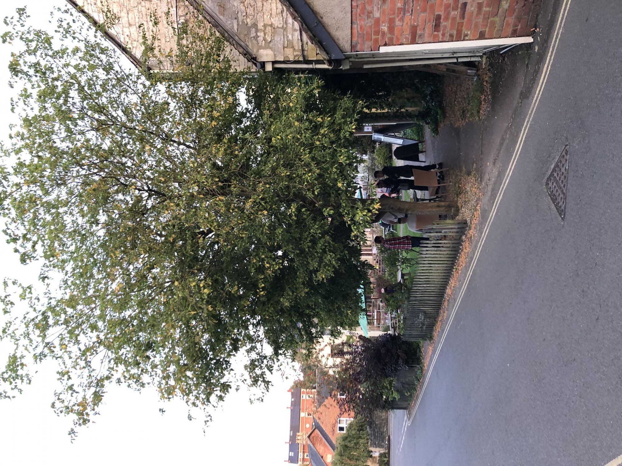 Tree. (External). Published on 23-09-2020