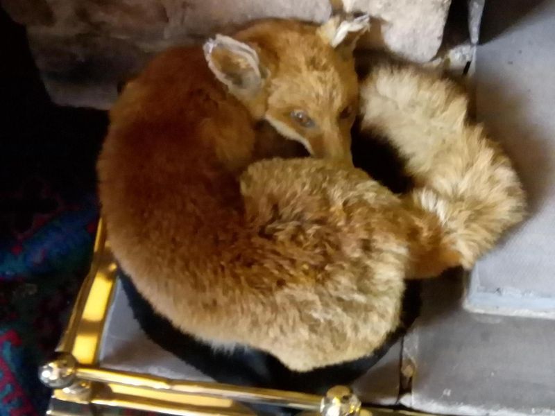 Sleeping fox of Witton. (Pub, Bar, Customers). Published on 25-06-2018