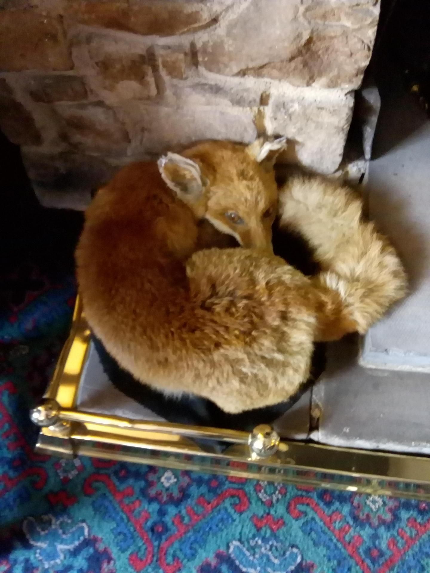 Sleeping fox of Witton. (Pub, Bar, Customers). Published on 25-06-2018