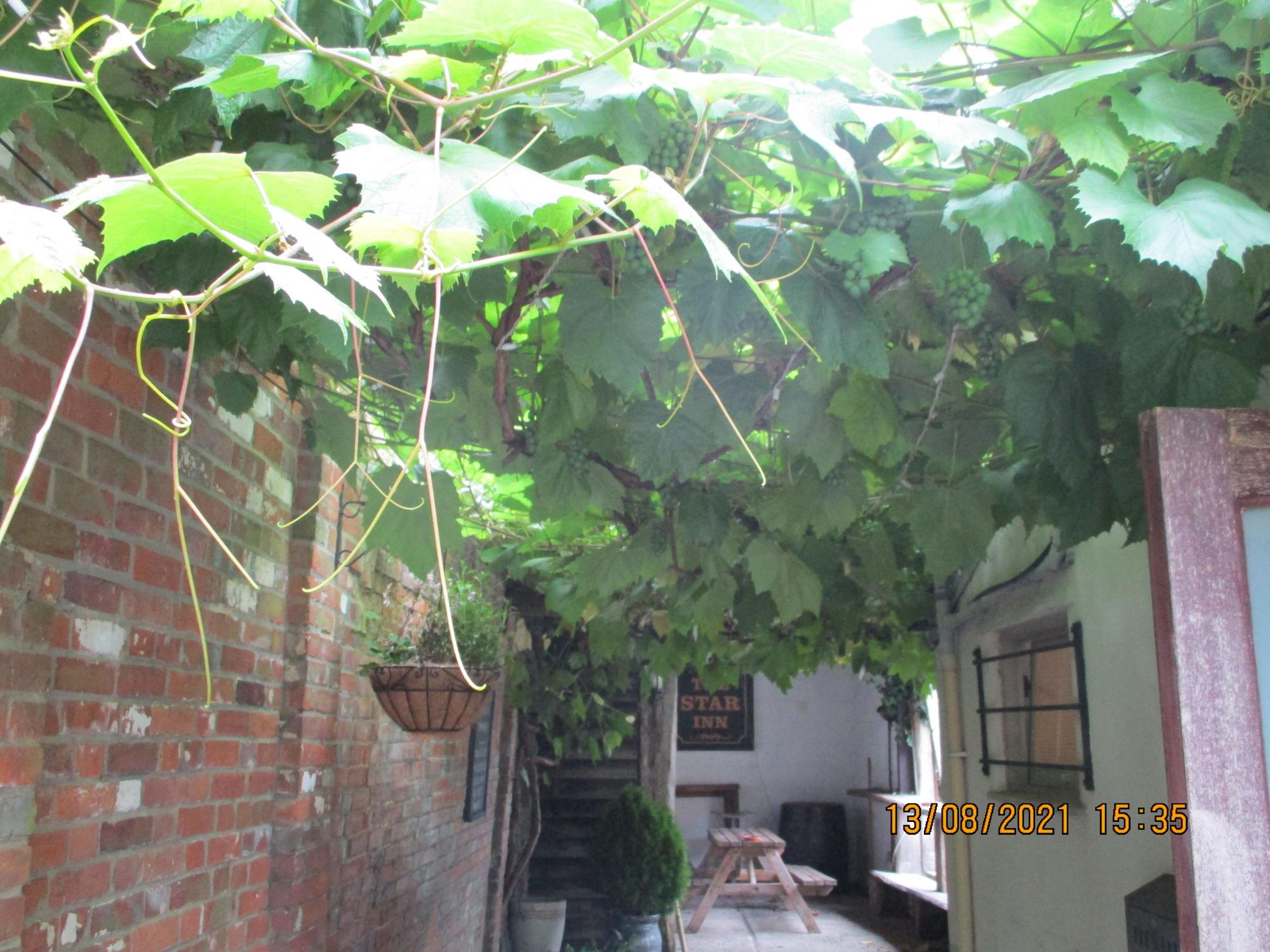 Vine pergola. (External). Published on 14-08-2021