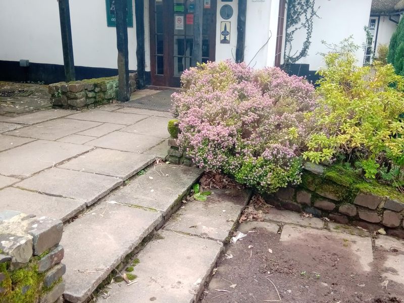 Garden steps. (Garden). Published on 12-03-2026 