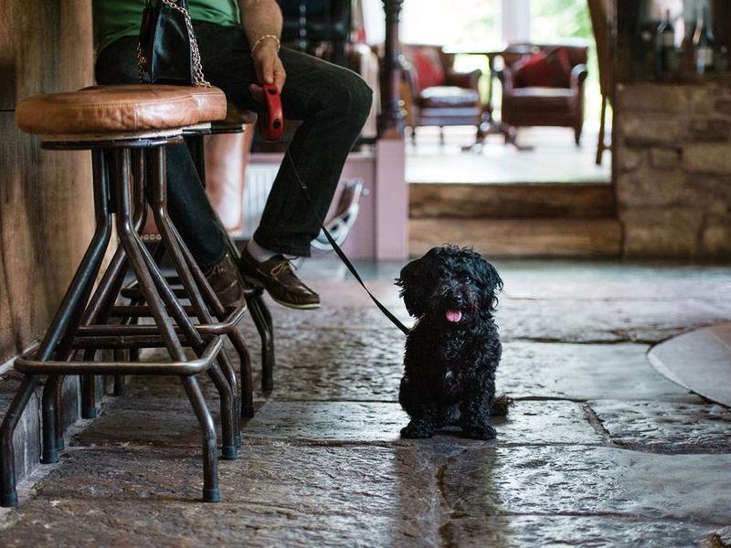 Romneys Kendal dog. (Bar, Customers). Published on 01-01-1970