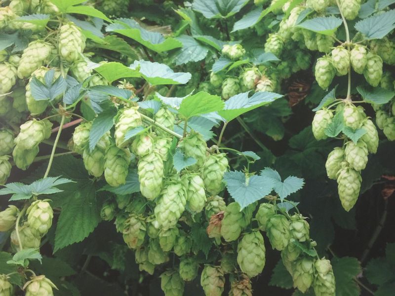 Hops. (Garden). Published on 14-07-2017 
