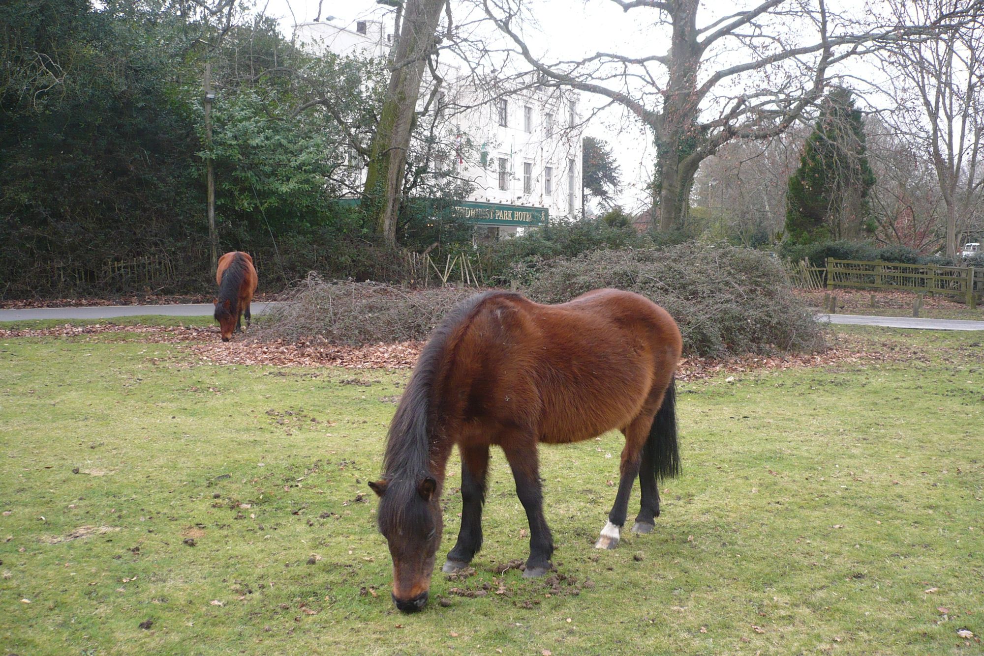 New Forest pony in front of the hotel - 20th February 2011. (External, Key). Published on 20-02-2011