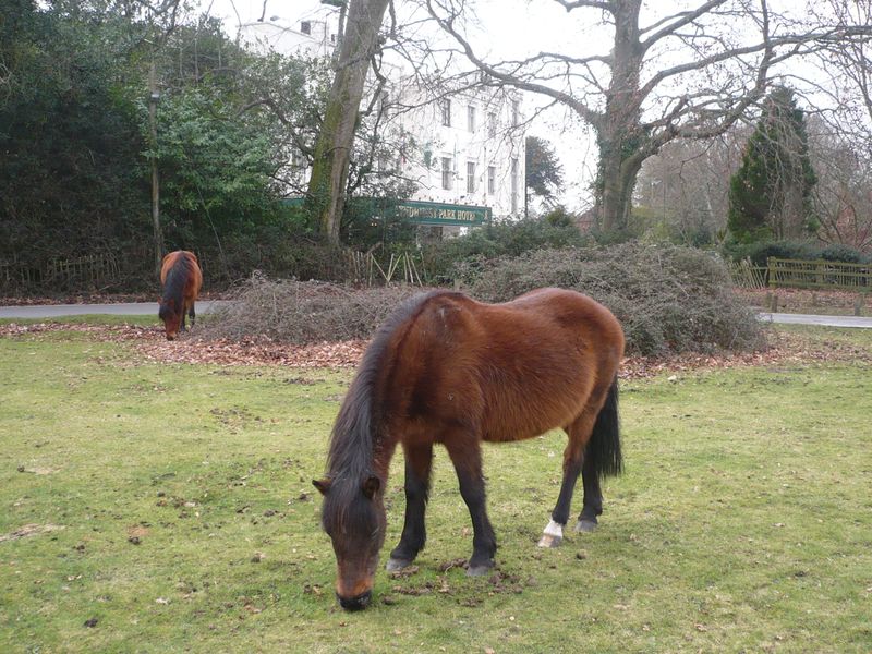 New Forest pony in front of the hotel - 20th February 2011. (External, Key). Published on 20-02-2011 