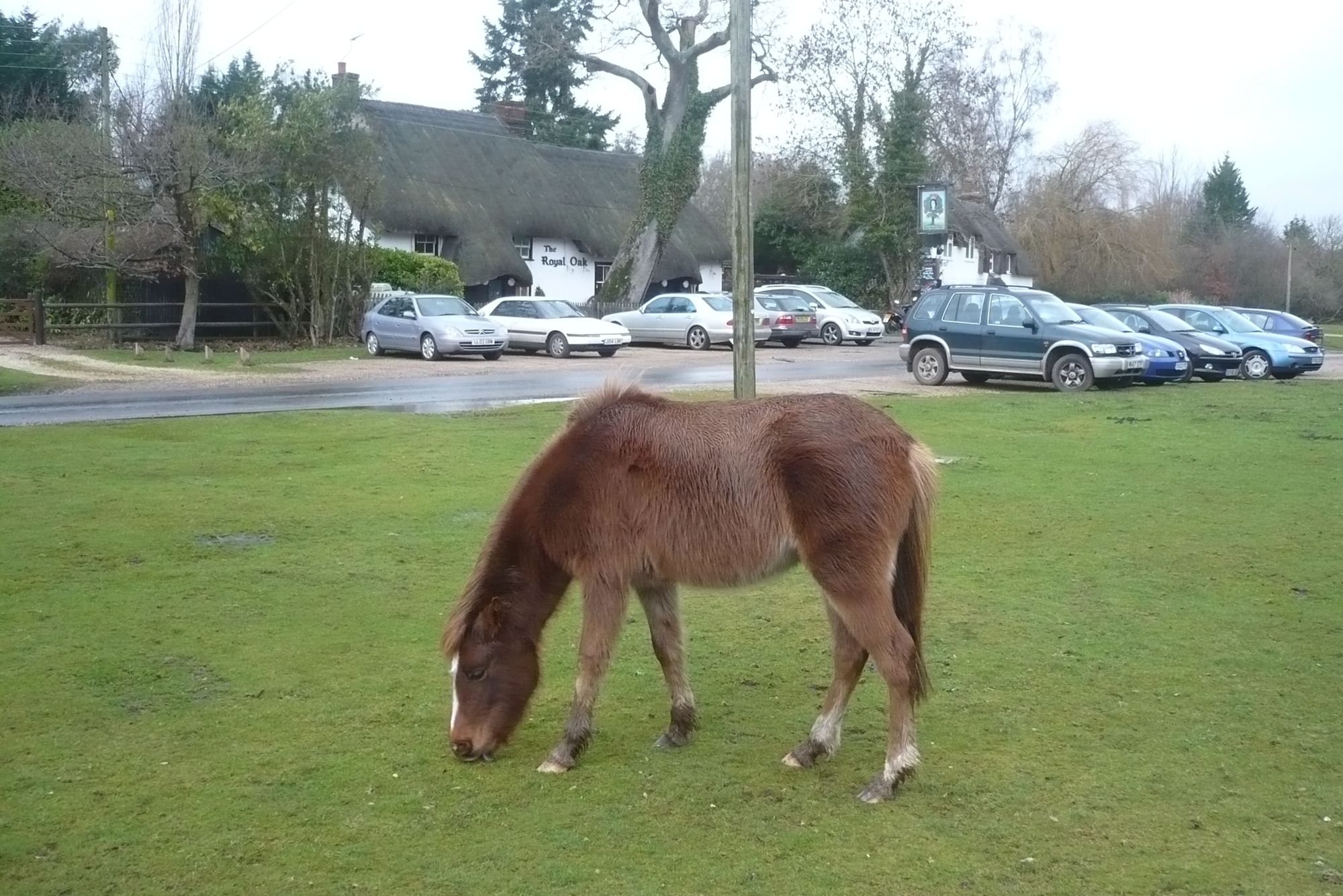 Pony grazing in front of the pub. (Pub, External). Published on 15-01-2011