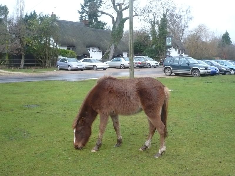 Pony grazing in front of the pub. (Pub, External). Published on 15-01-2011