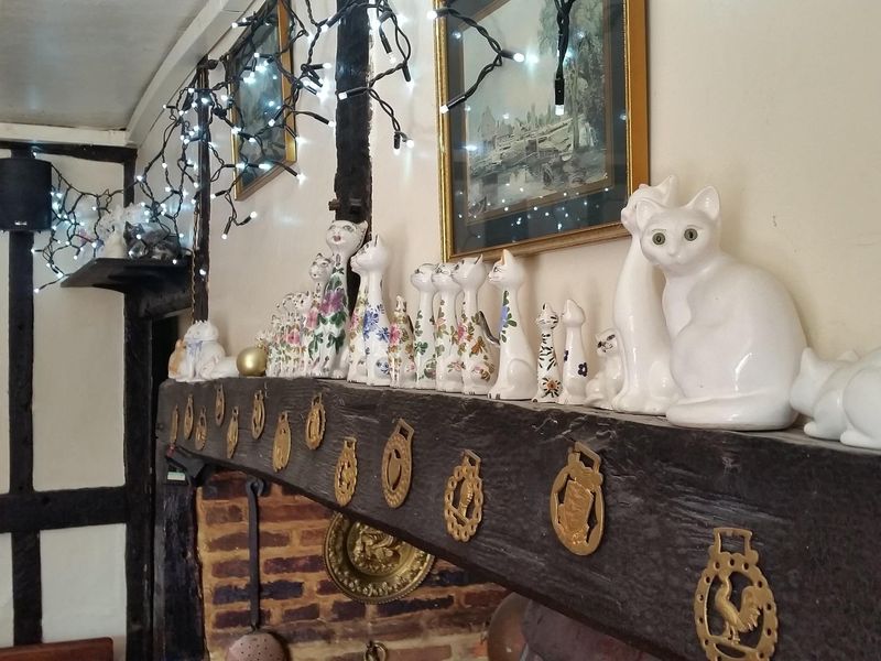 Cat display. (Pub). Published on 01-01-1970 