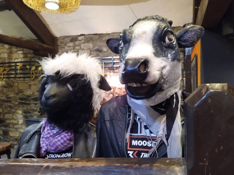 Hogg (young sheep) and Heifer (young cow). (Pub, Bar). Published on 07-10-2025 