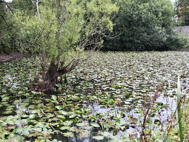 Eight Blls (Pond) - Hawkhurst. (Pub, External, Garden). Published on 10-08-2025 