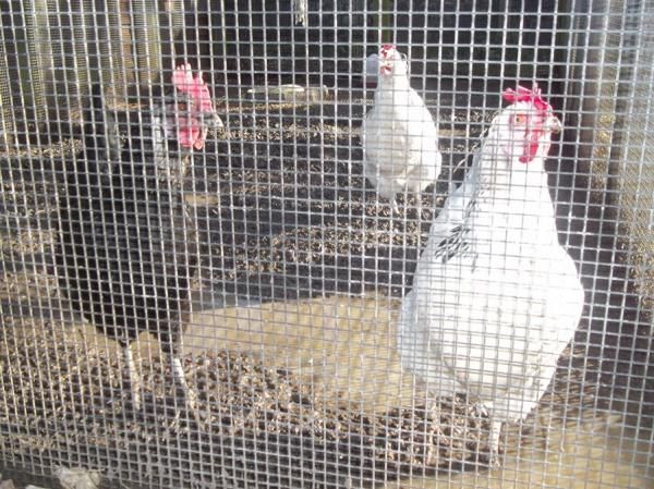 Chickens. (Garden). Published on 02-03-2014