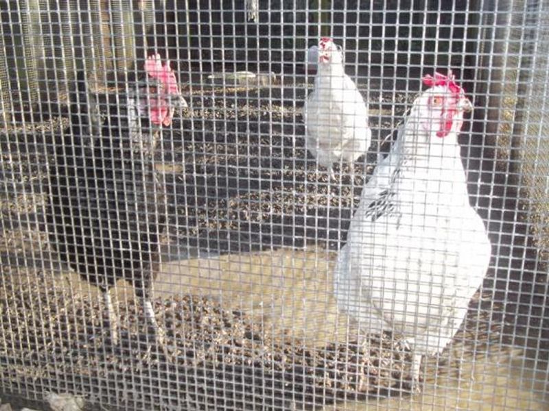 Chickens. (Garden). Published on 02-03-2014