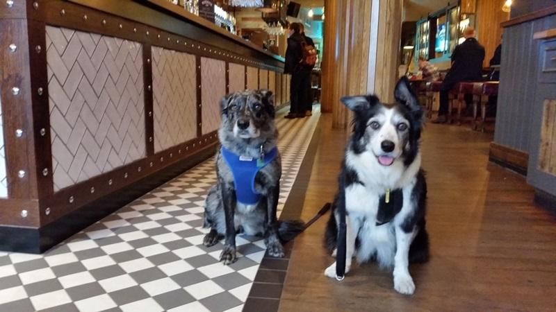 Dogs enjoying the pub April 2018. Published on 26-04-2018