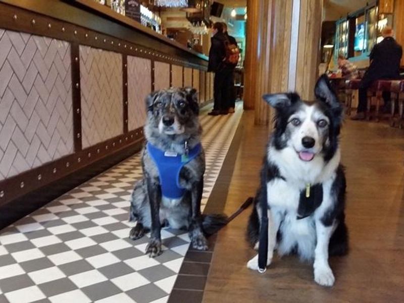 Dogs enjoying the pub April 2018. Published on 26-04-2018