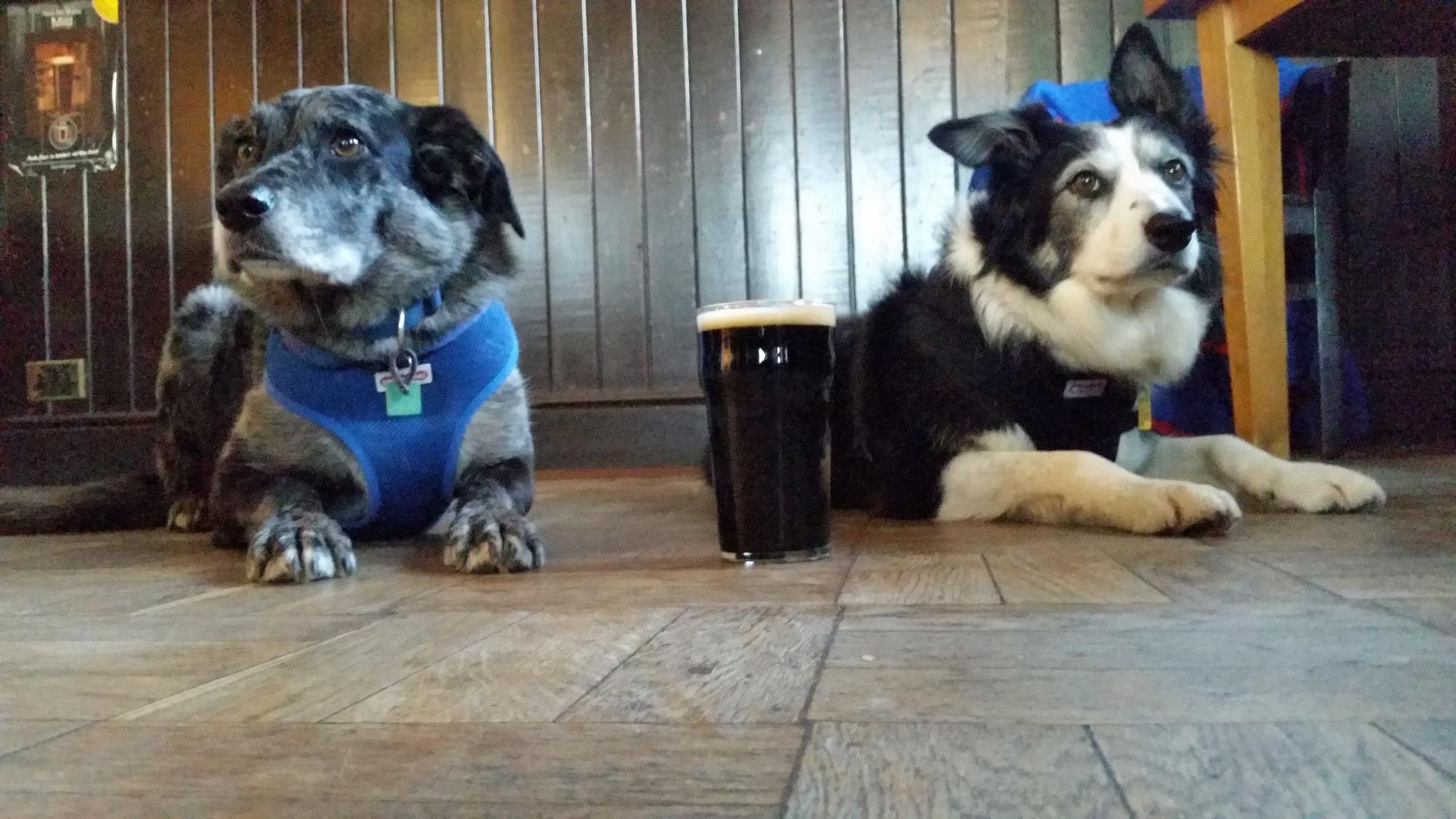 Beer  Dogs November 2017. (Customers). Published on 26-11-2017
