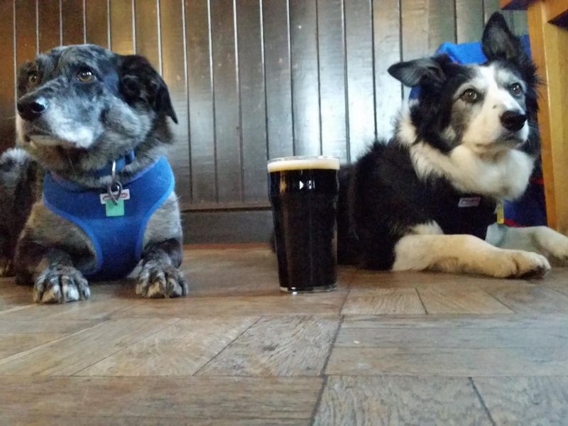 Beer  Dogs November 2017. (Customers). Published on 26-11-2017