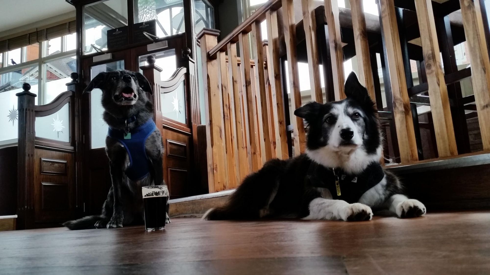 Dogs are welcome - October2017. Published on 02-11-2017