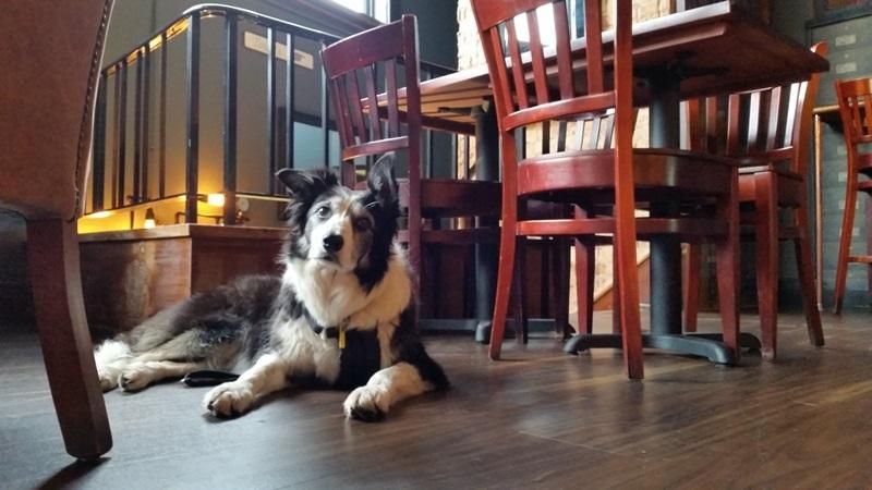 Dogs enjoying pub Aril 2018. Published on 26-04-2018