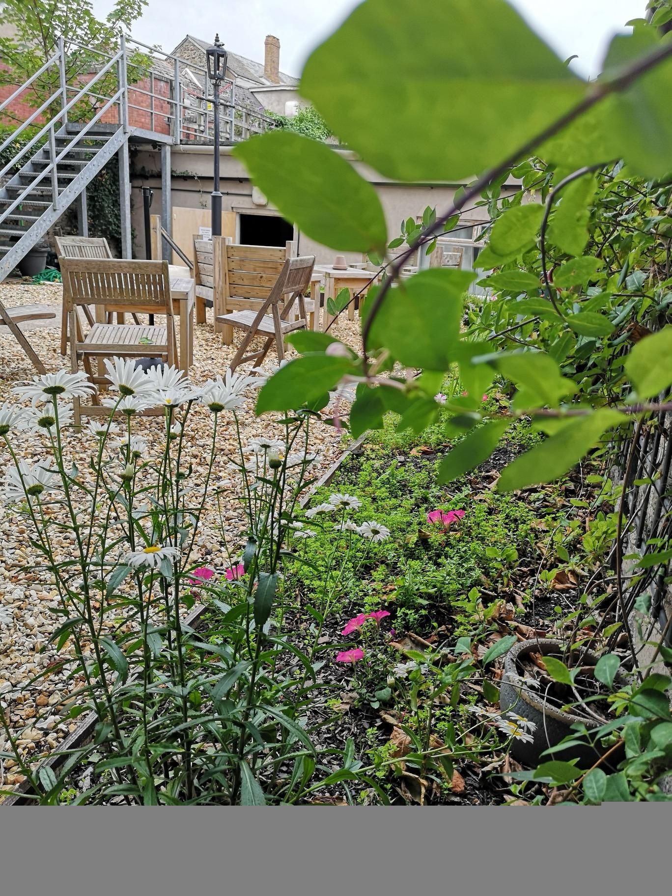Liberal Club Garden through the bushes. (Garden). Published on 20-07-2025