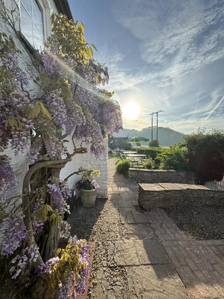 Halfway - garden in low sun. (Pub, External). Published on 21-01-2025