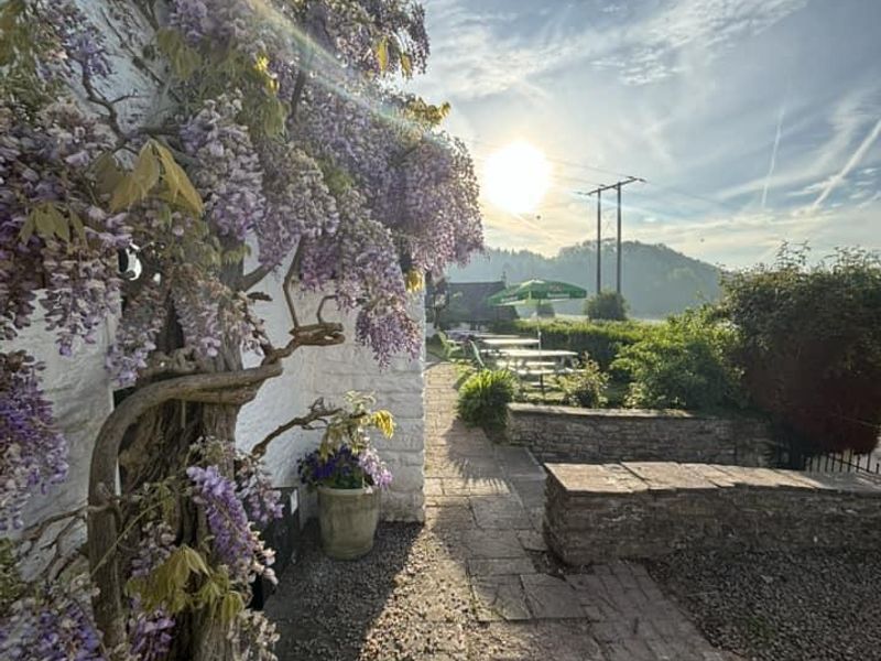 Halfway - garden in low sun. (Pub, External). Published on 21-01-2025 