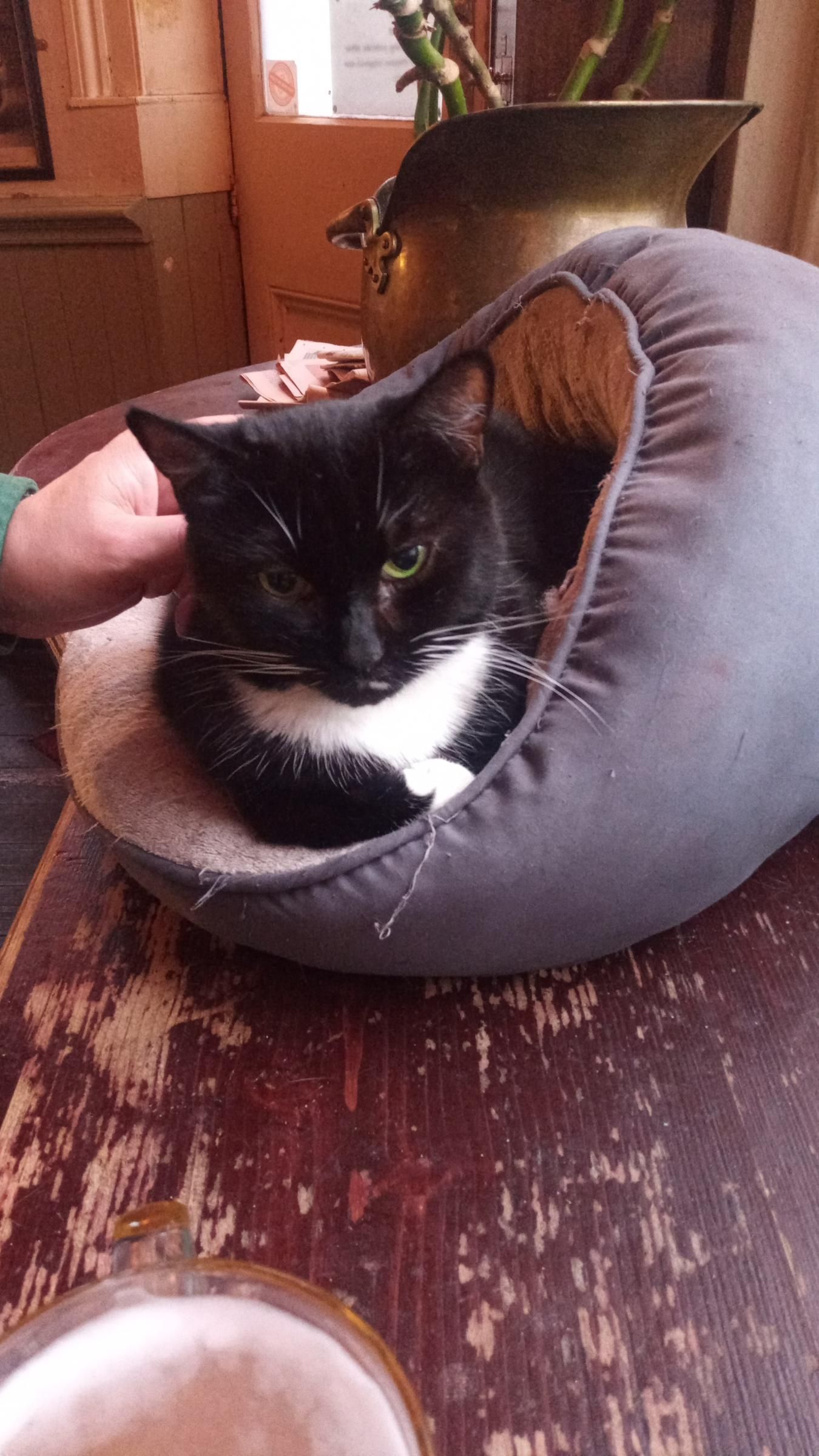 Nelson The Cat on a leisure break May 2025. (Pub, Bar). Published on 31-05-2025