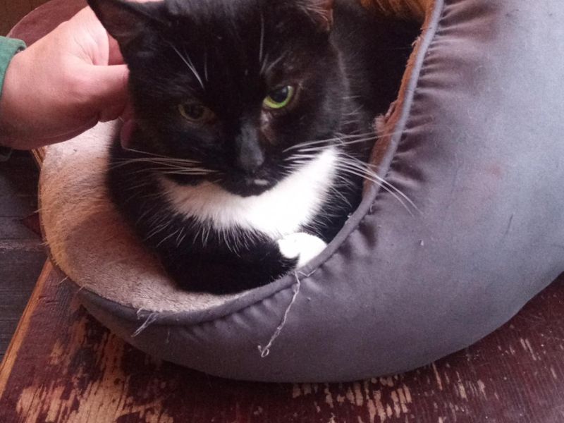 Nelson The Cat on a leisure break May 2025. (Pub, Bar). Published on 31-05-2025 