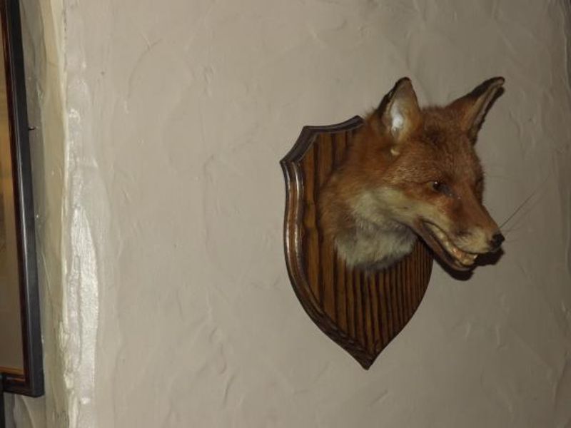 Fox Inn Ousby head. (Pub, Bar). Published on 17-05-2014