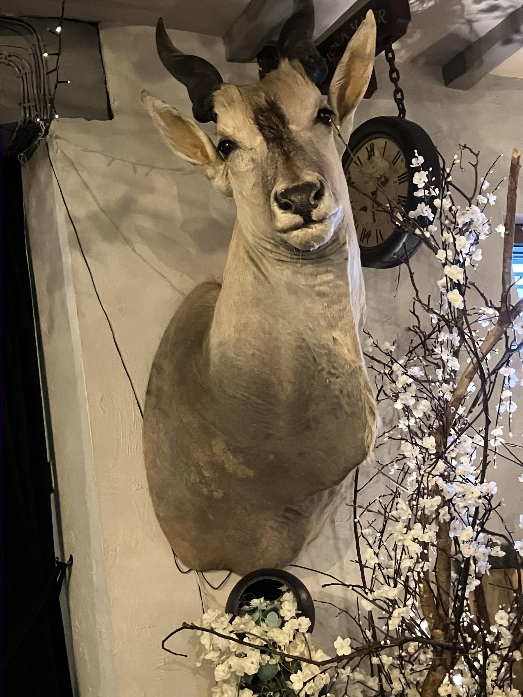 Chequers, Burcot - a regular guest! - April 2026. (Customers). Published on 10-04-2026