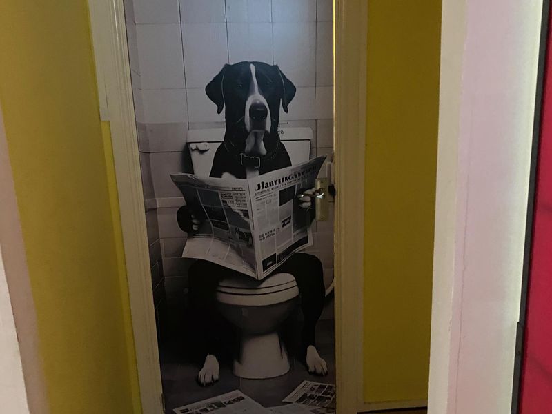 Image of a dog inside the venue, 2026. (Pub). Published on 19-06-2026 
