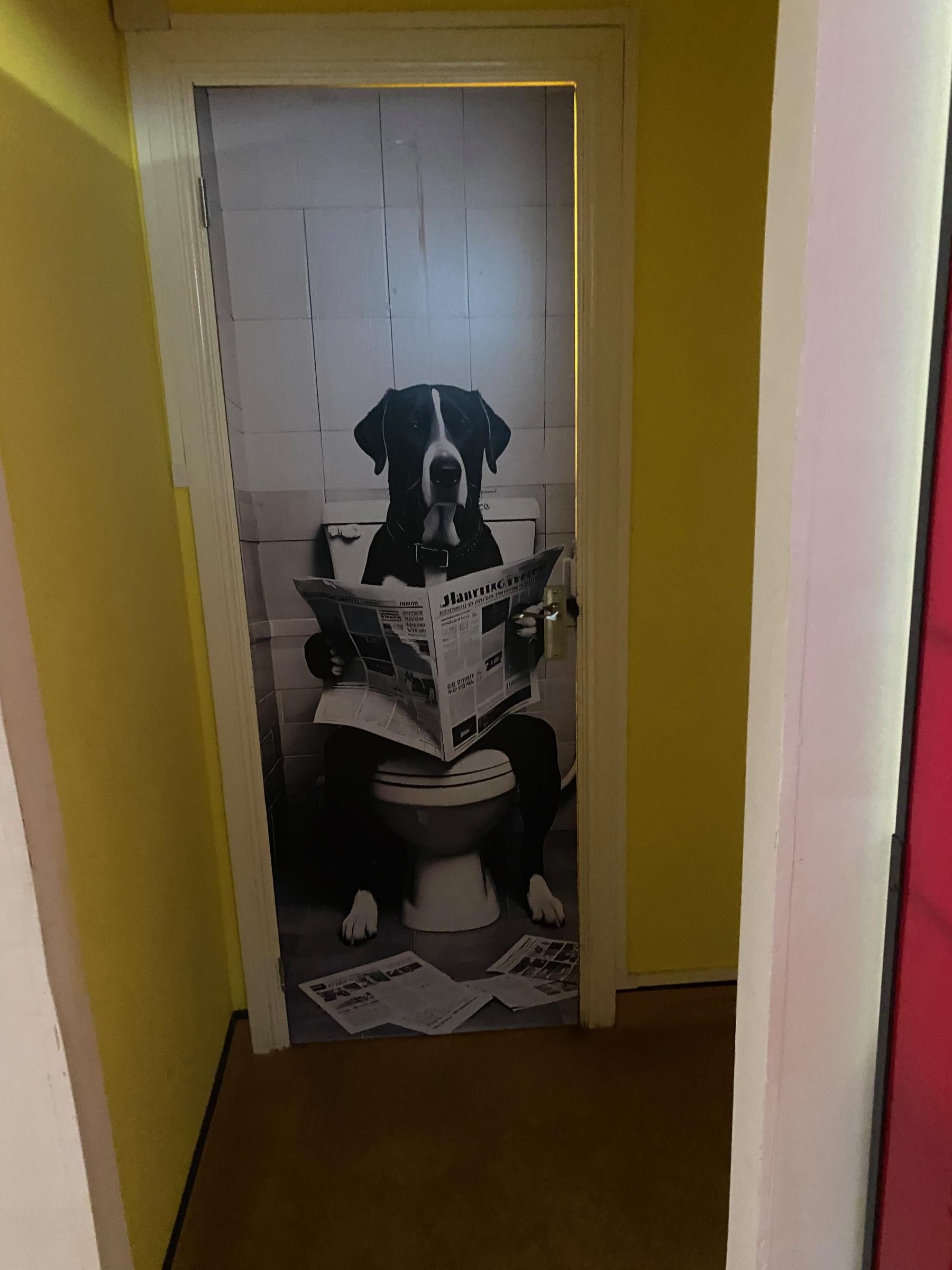 Image of a dog inside the venue, 2026. (Pub). Published on 19-06-2026