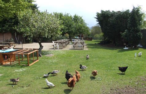 Livestock. (Pub, Garden). Published on 01-01-1970