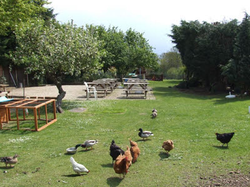 Livestock. (Pub, Garden). Published on 01-01-1970