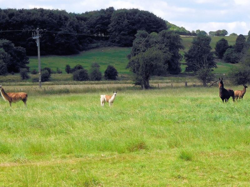 Some of the he pub's llamas 12 July 2017. (Garden). Published on 16-07-2017